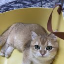 냥코캐슬 이미지