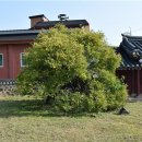 석성동헌 탱자나무 이미지