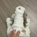 울릉도윤아농원민박 이미지