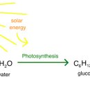 What is photosynthesis? 광합성이란? 이미지