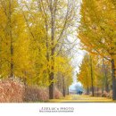 은행나무 이미지