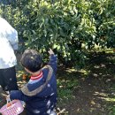 성산농장 | 2월 제주도 귤따기체험 성산 감귤체험 귤향체험농장 내돈내산후기 유모차동반가능 맛있는귤찾는 꿀팁