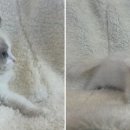 도그마루 강아지고양이 일산점 이미지