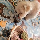 개이크 케이크 이미지