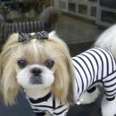 코소코소 꿍이네 이미지