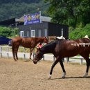 세종시장군승마장