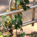 기림약국 이미지