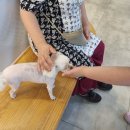 사랑애동물메디컬센터 이미지