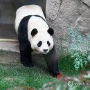 푸바오