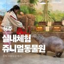 거북이게임랜드 | 청주쥬니멀동물원 아이와 가볼만한 곳 실내 데이트 주차 후기