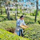 세븐일레븐 태백문화점 | 전남여행지 추천, 보성에서 차 즐기는 방법 (찻잎 따기, 차 만들기)