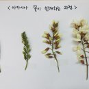 아카시아 꽃과 잎을 관찰해요🌿 이미지