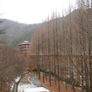 [대전] 피서의 성지를 찾아서 ~ 늘씬한 메타세콰이어 나무로 가득한 도심 속의 아름다운 쉼터, 장태산자연휴양림 (형제산) 이미지
