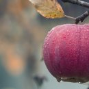 신선목장 이미지