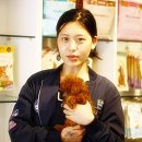 해피투개더 | 애프리푸들 콩이 분양후기~!![송파구애프리푸들분양,가락동토이푸들,해피투개더분양후기,방이동푸들분양]