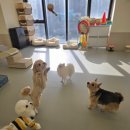 개라데이션 이미지