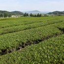 대한농장2 이미지