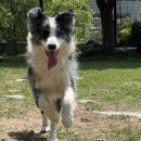 댄싱도그 이미지