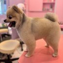 산두로펫살롱 네이버블로그