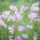 물레방아라이브7080
