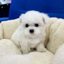 몽글몽글 이미지