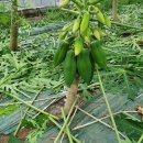 그린파파야 이미지