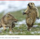 영악한 동물 이미지