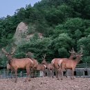 사슴영토한록원 이미지