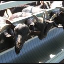 흑염소목장 이미지