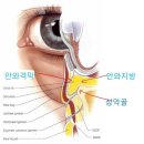 Re:눈밑주름 질문드려요~ 이미지