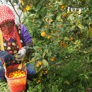 세화1리 이미지