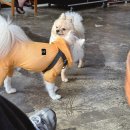 멍인더숲 목욕탕 | 오산 강아지 애견카페&amp;운동장 멍인더숲 내돈내산 후기