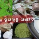 모링가 열매 효능 모링가 가루 분말 먹는법 모링가 이미지