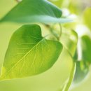 영원을위하여 이미지