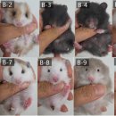 부산햄스터분양 행복햄 이미지