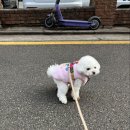 멍찌애견유치원 이미지