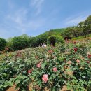 (공지취소)2024.7.14(일) 계양산 둘레길 걷기~ 7km 이미지