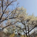 매화공원 | 올해 매화는 여기네. 수원 광교호수공원