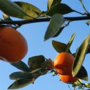 상군농장 이미지