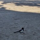 까치부분정비 | 창덕궁/창경궁 후기 및 온실~~