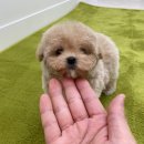 댕스마일