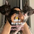 백두에서한라까지 | 🐈‍⬛임신한 길냥이 살리려 500만원 지출! 새끼냥 새벽수유까지... 8냥이 집사의 육묘 일기