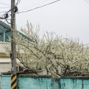 전일수퍼 | 걸을수록 힐링이 되는 광산구 예술의 거리, 도산동 벽화거리