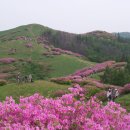 ♣ 5월 산행 안내 - 지리산 바래봉 철쭉 축제 이미지