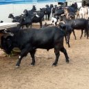 덕산 흑염소 농장 이미지