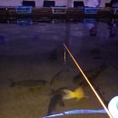 다낚아 낚시터 이미지