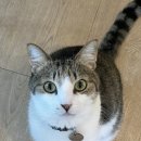 히히냥냥 이미지