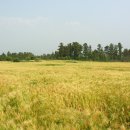 보릿고개 이미지