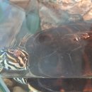 가온 동물병원 이미지