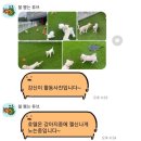 멍문(moon) | [충북 청주] 애견호텔, 애견 유치원? 청주에는 &#39;멍문(멍MOON)&#39;이 있다 (청주애견카페추천,청주애견호텔...